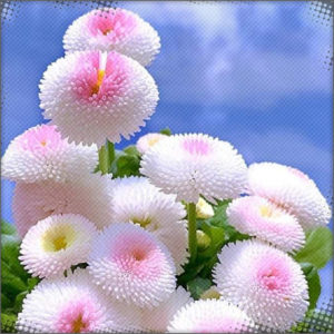 Zigamon Tripetal, a magical base flower