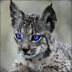 Lukan the Scatter lynx