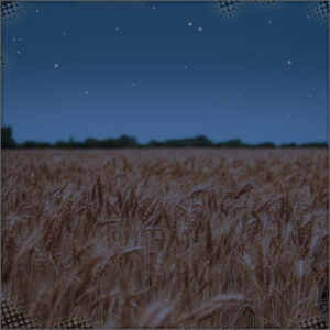 The wheatfields at night
